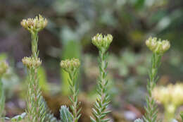 Слика од Petrosedum ochroleucum (Chaix) Niederle