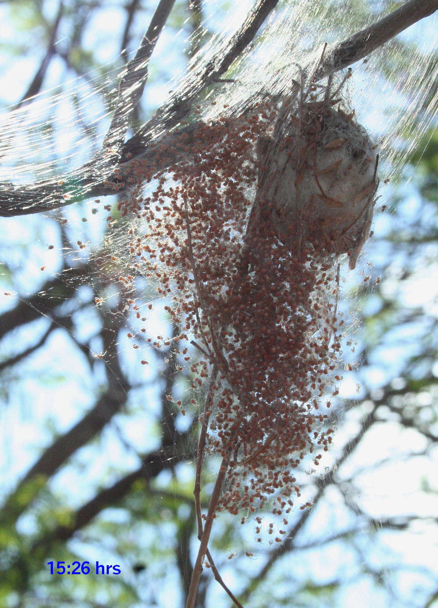 صورة Trichonephila senegalensis annulata (Thorell 1859)