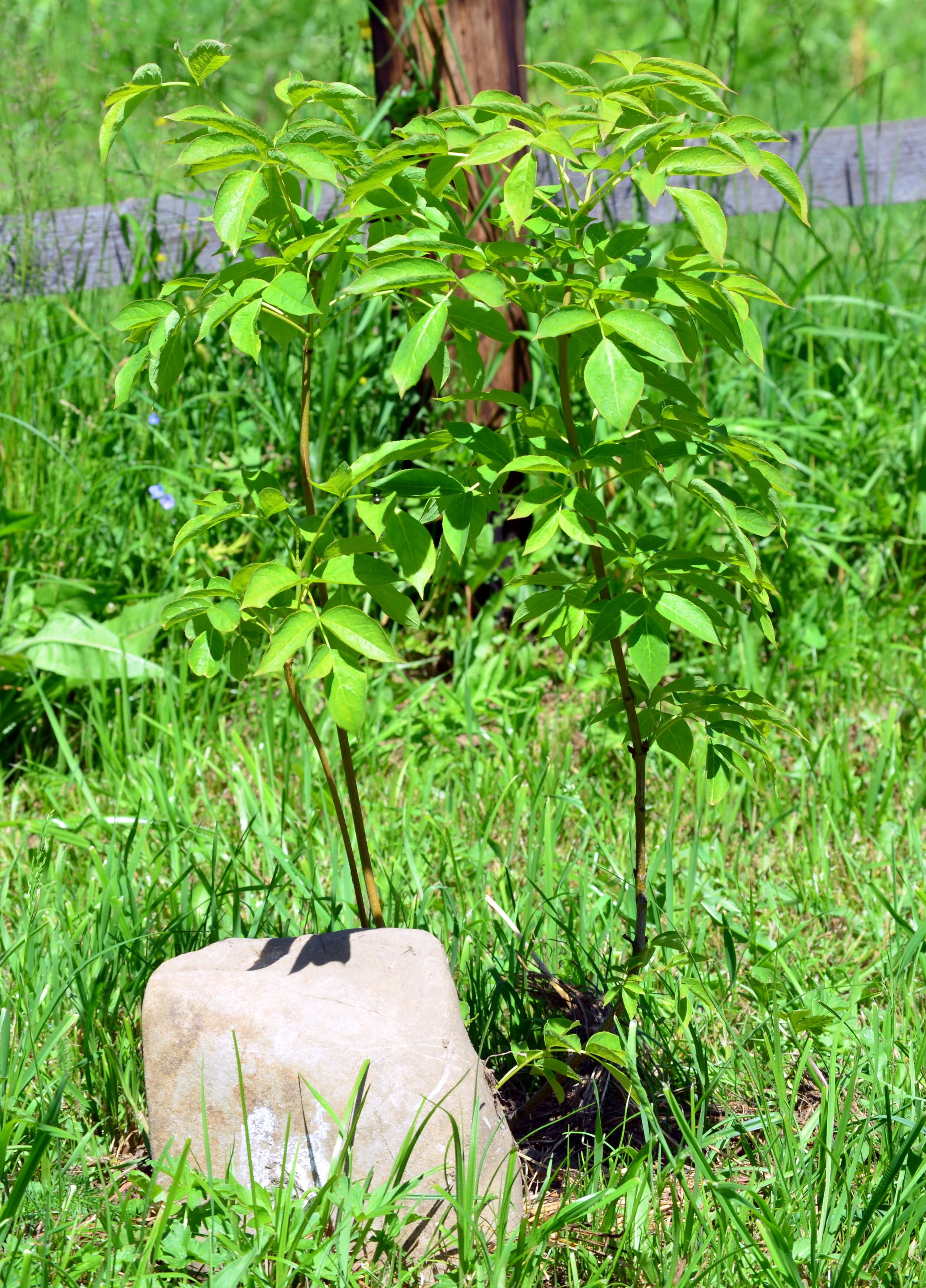 Imagem de Staphylea pinnata L.