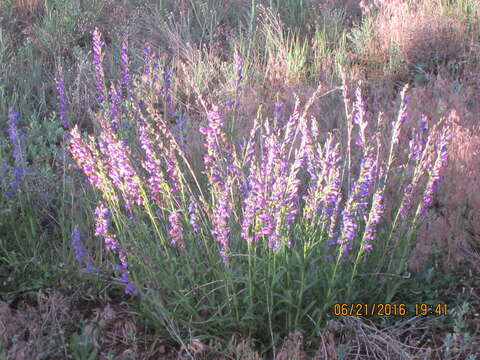 Image of Rocky Mountain penstemon