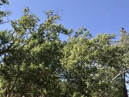 Image of Arizona sycamore