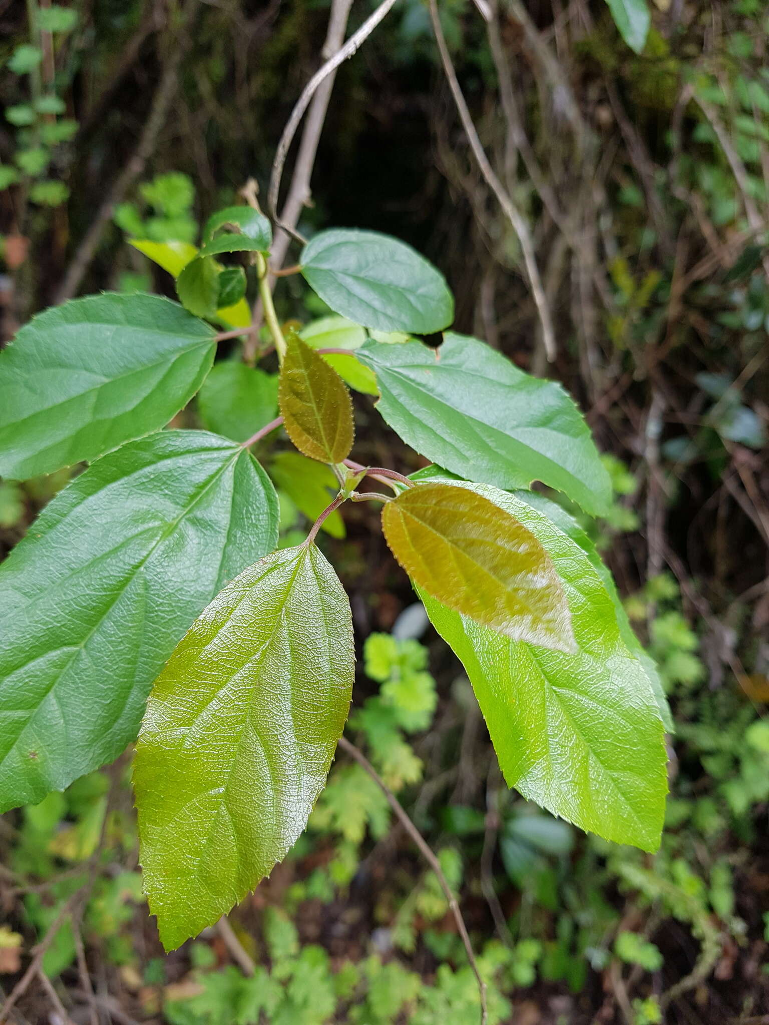 Imagem de Itea rhamnoides (Harv.) Kubitzki