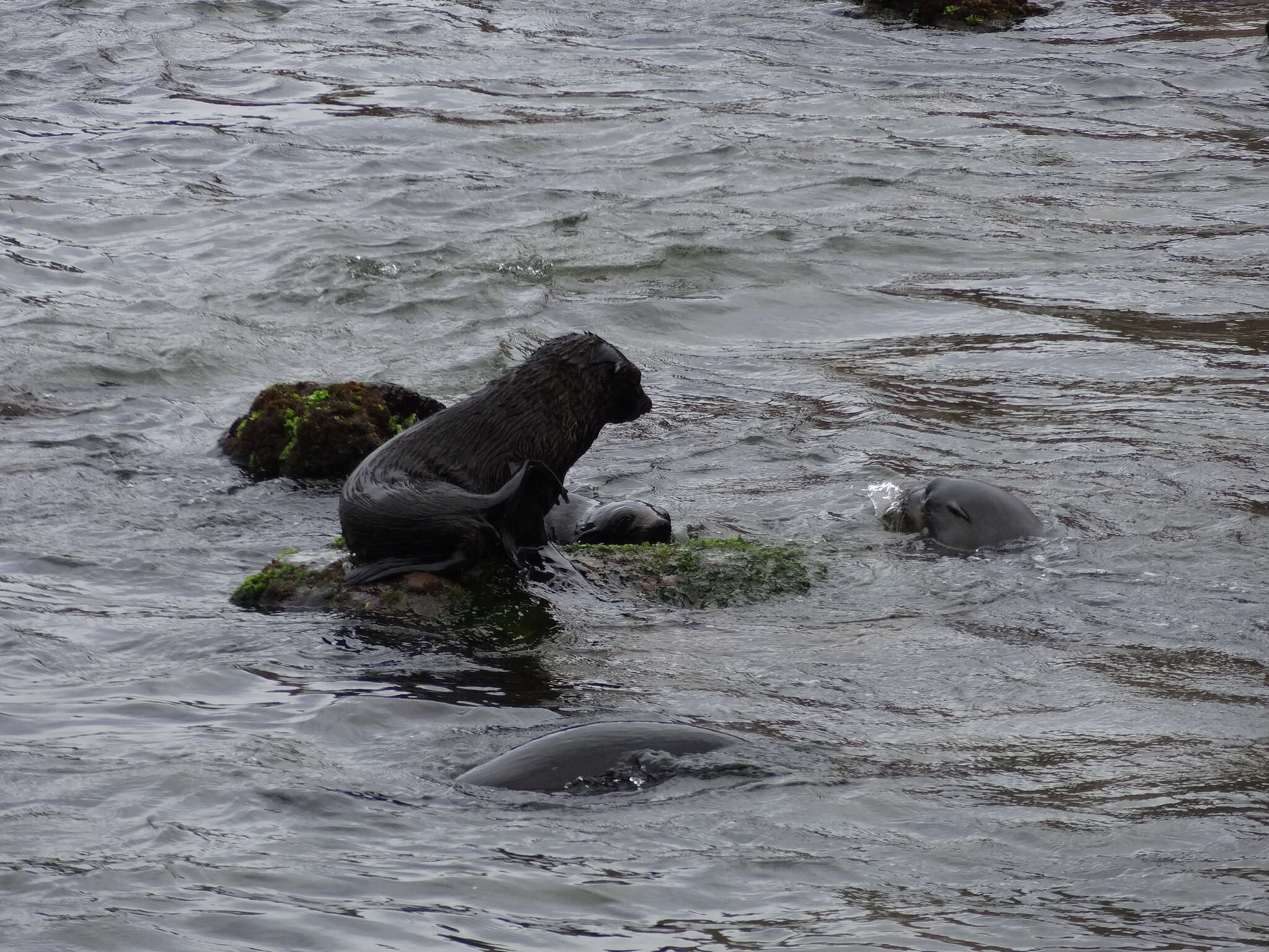 Image of Juan Fernández Fur Seal