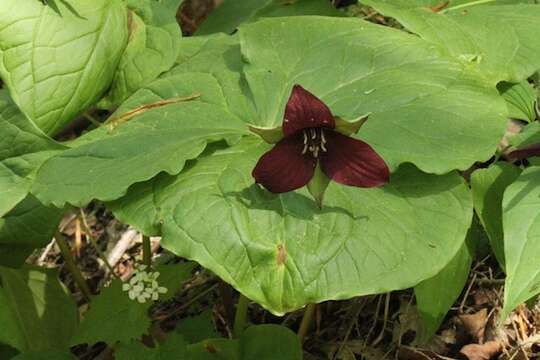 Image of red trillium