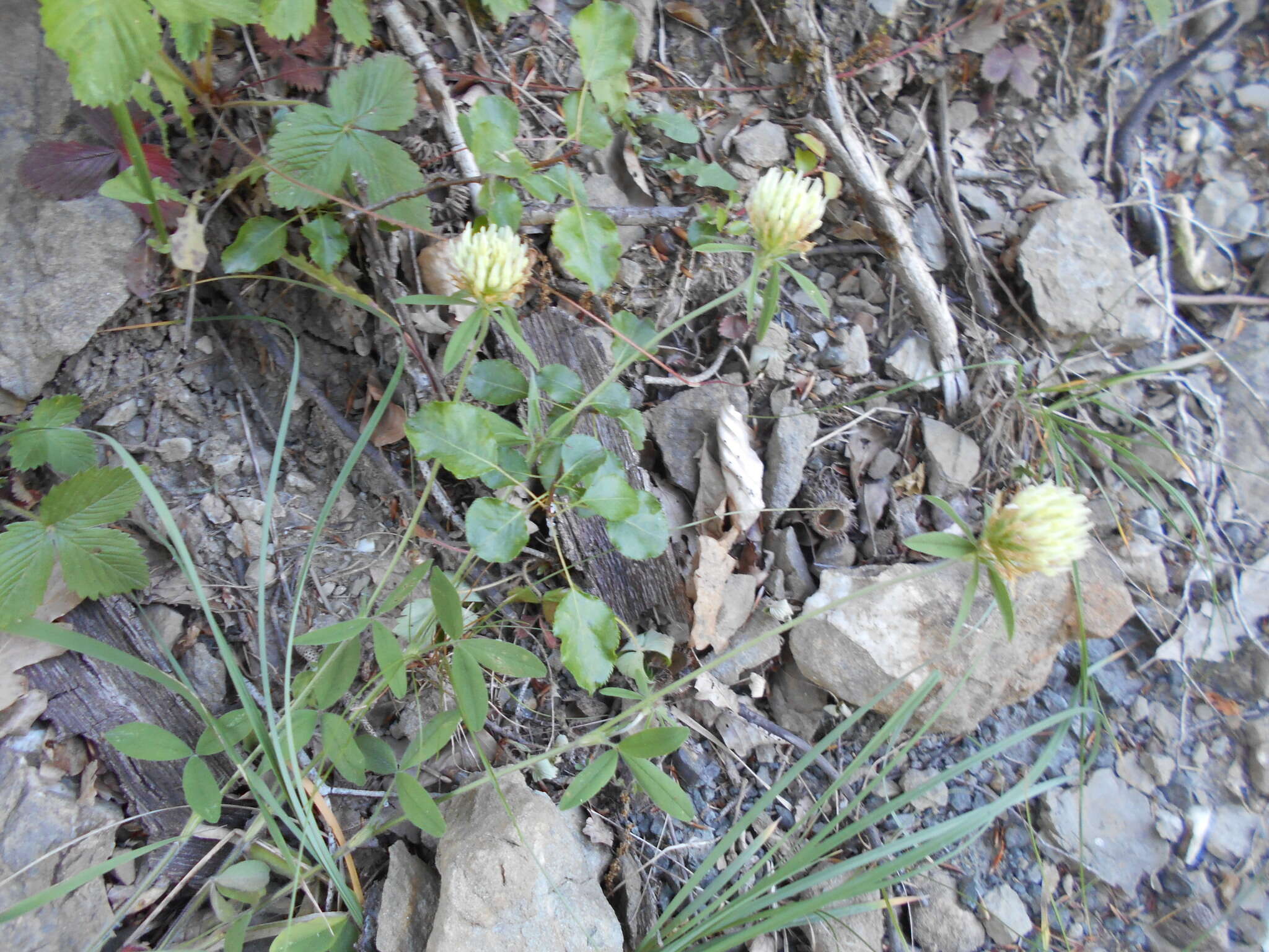 Image of Trifolium ochroleucon var. ochroleucon