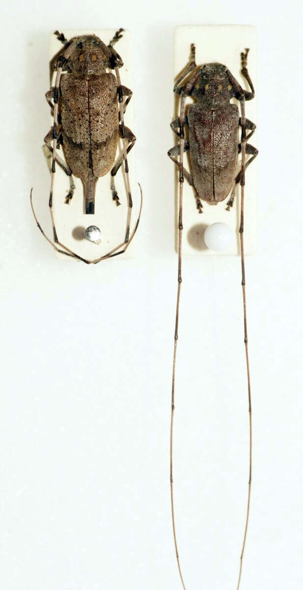 Image of Timberman beetle