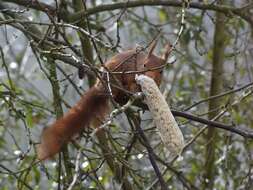 Image de Sciurus subgen. Sciurus Linnaeus 1758