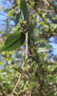 Image of Argyreia elliptica (Roth) Choisy