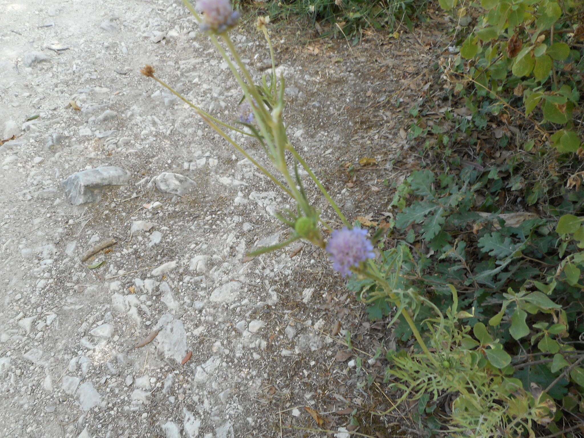 Image of Scabiosa columbaria subsp. uniseta (Savi) Zangh.
