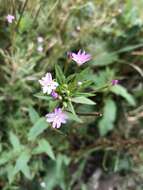 Imagem de Epilobium brevifolium subsp. trichoneurum (Hausskn.) Raven