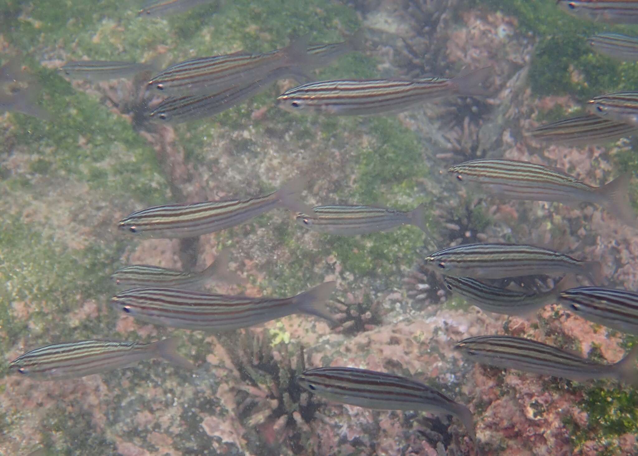 Image of Black-striped salema