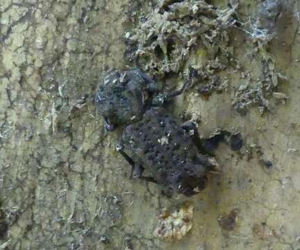 Image of Eastern Ironclad Beetle