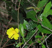 Hibbertia dentata R. Br. resmi