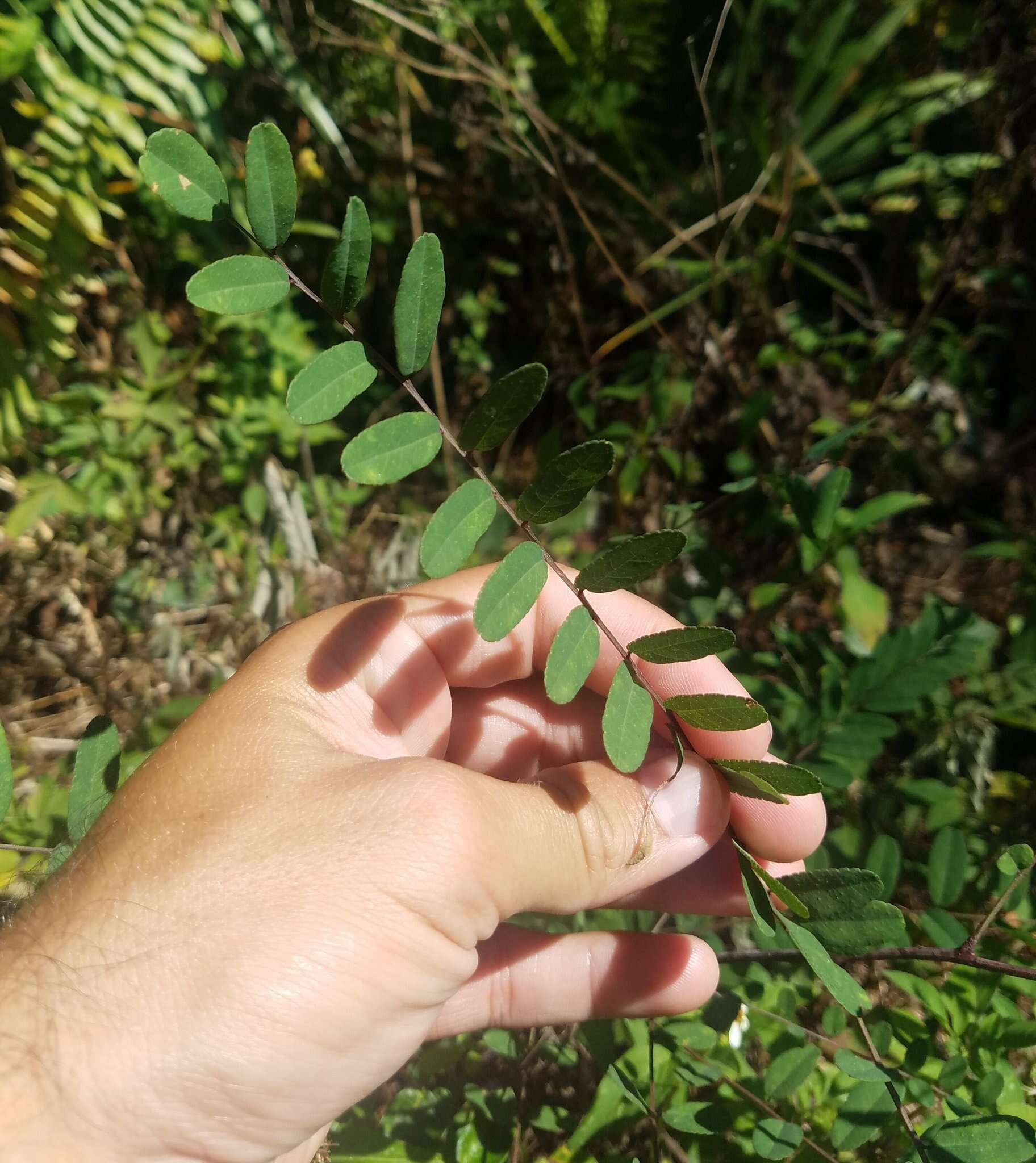 Image of clusterspike false indigo