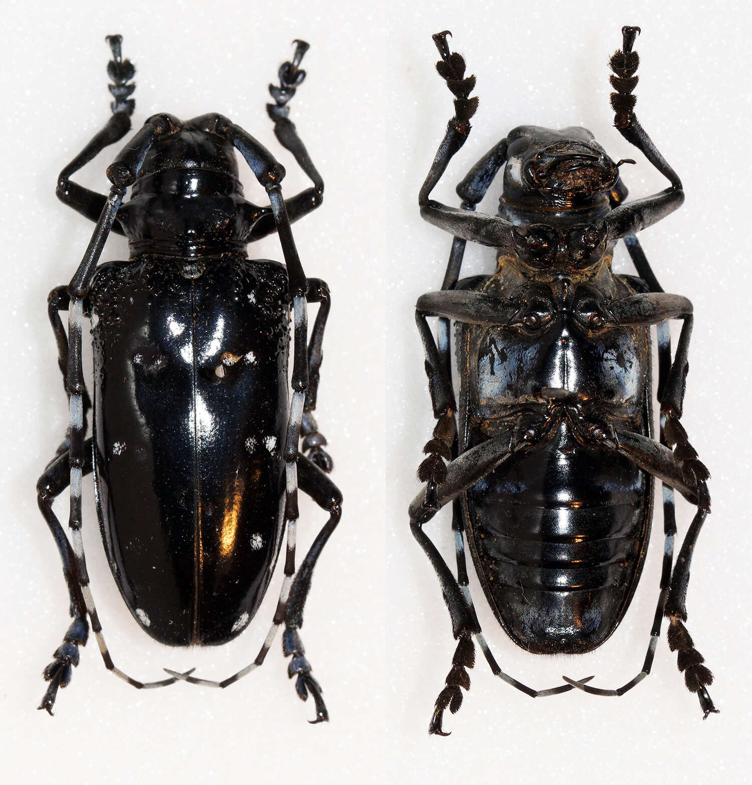 Image of Citrus long-horned beetle