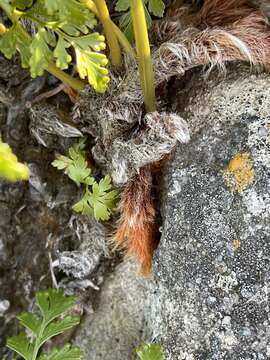 Image of Davallia chaerophylloides (Poir.) Steud.