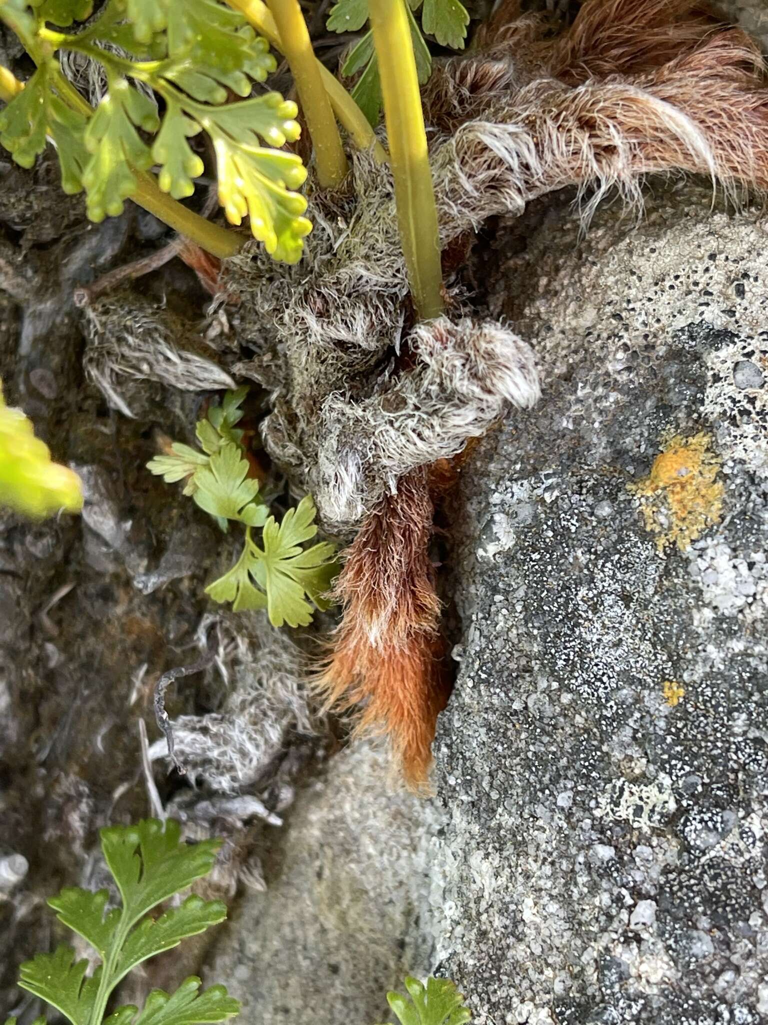 Image de Davallia chaerophylloides (Poir.) Steud.