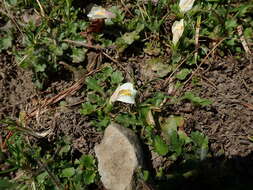 Image of Mazus alpinus Masam.