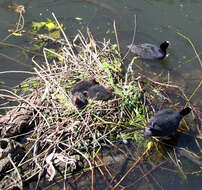 Image of Common Coot