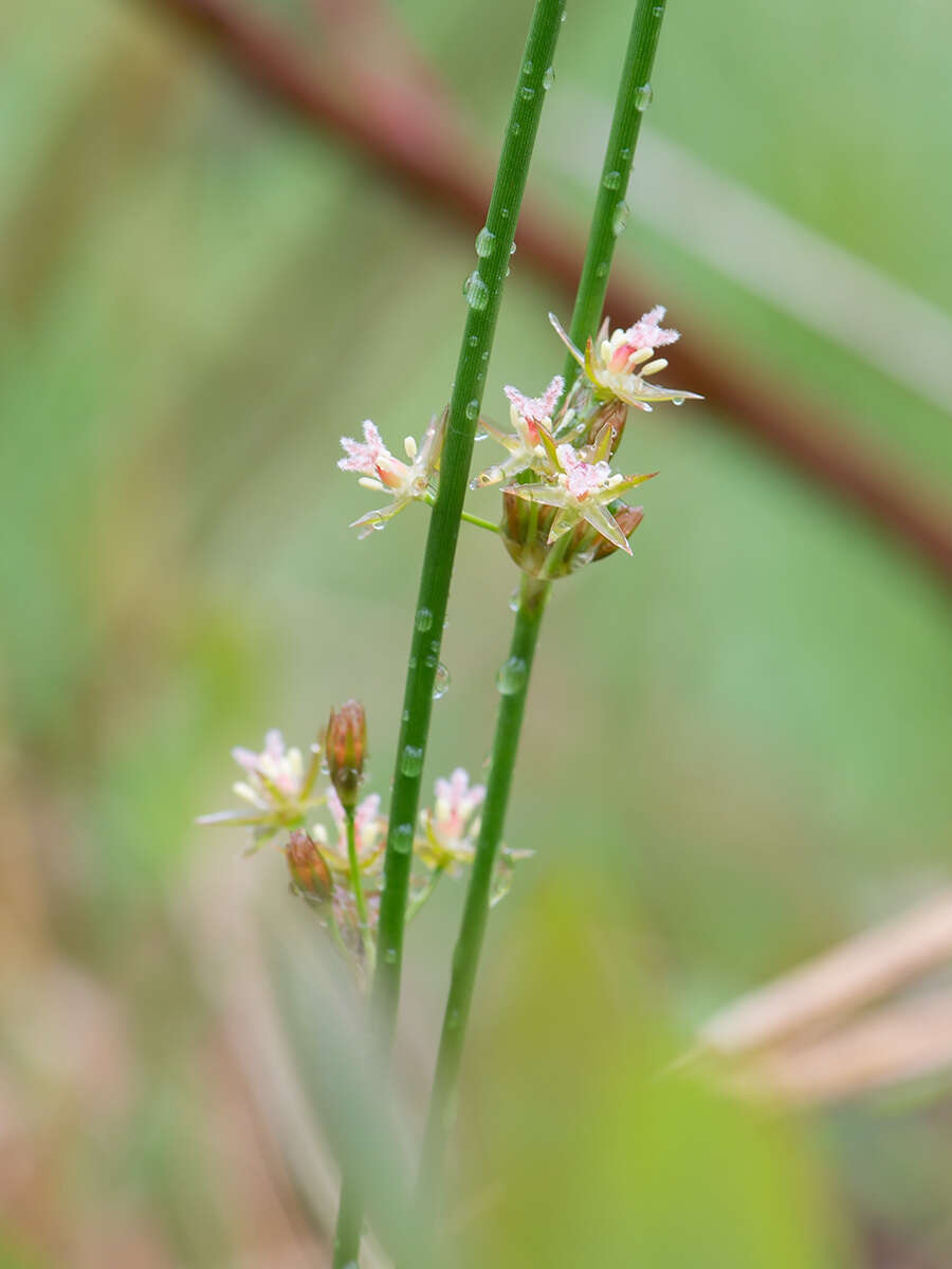 صورة Juncus filiformis L.