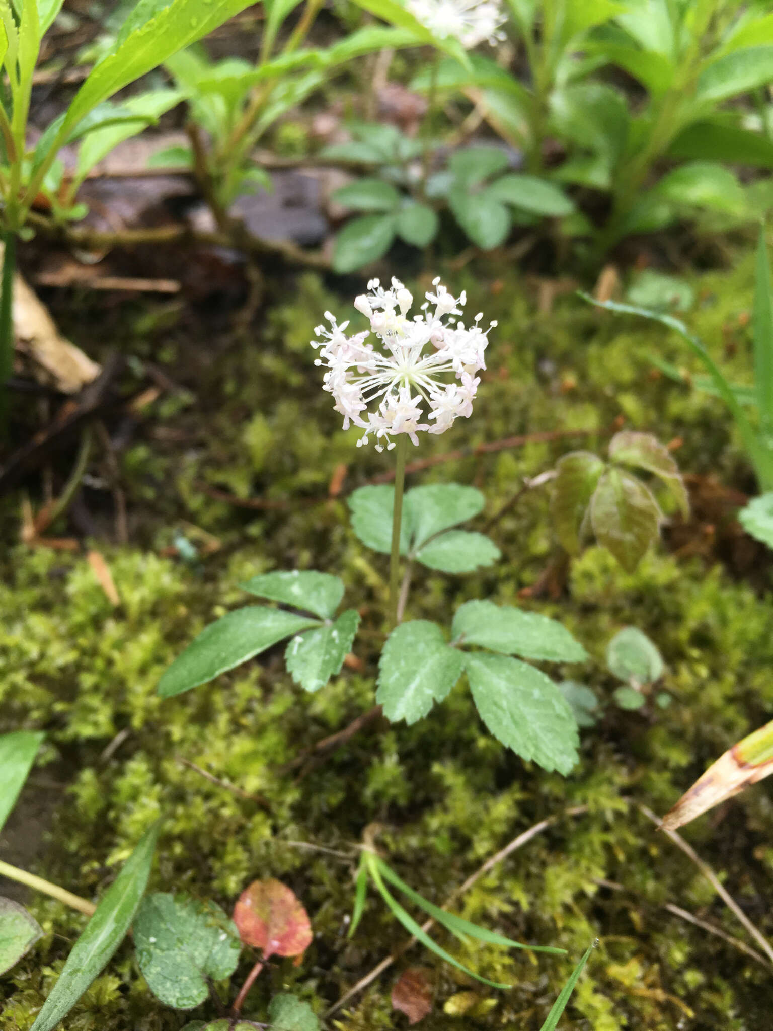 Image of dwarf ginseng