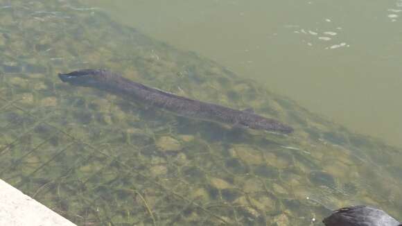 Image of Speckled longfin eel