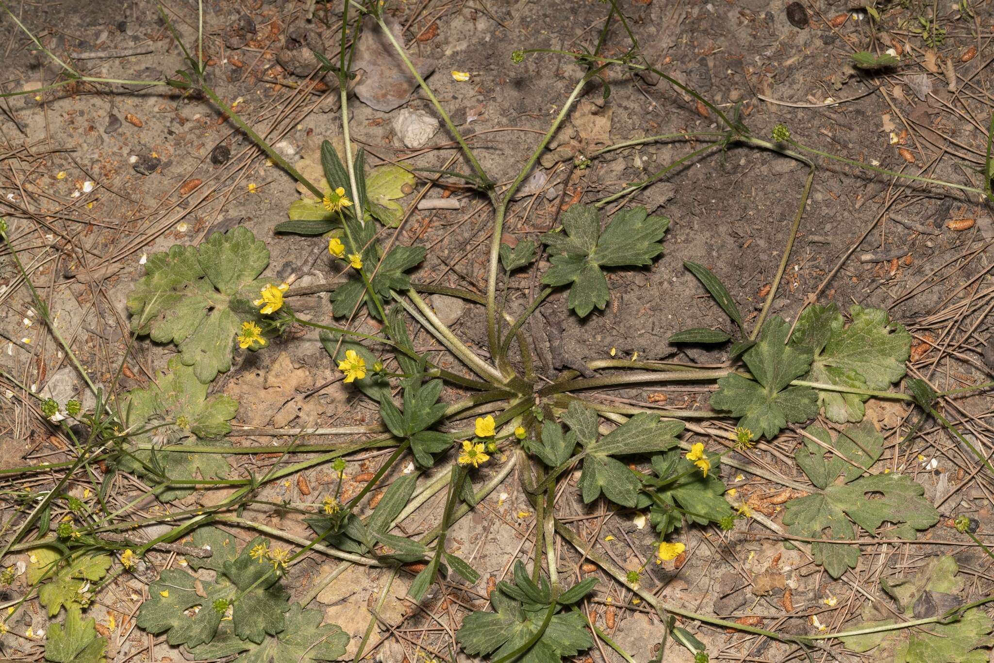 Image de Ranunculus neapolitanus Tenore