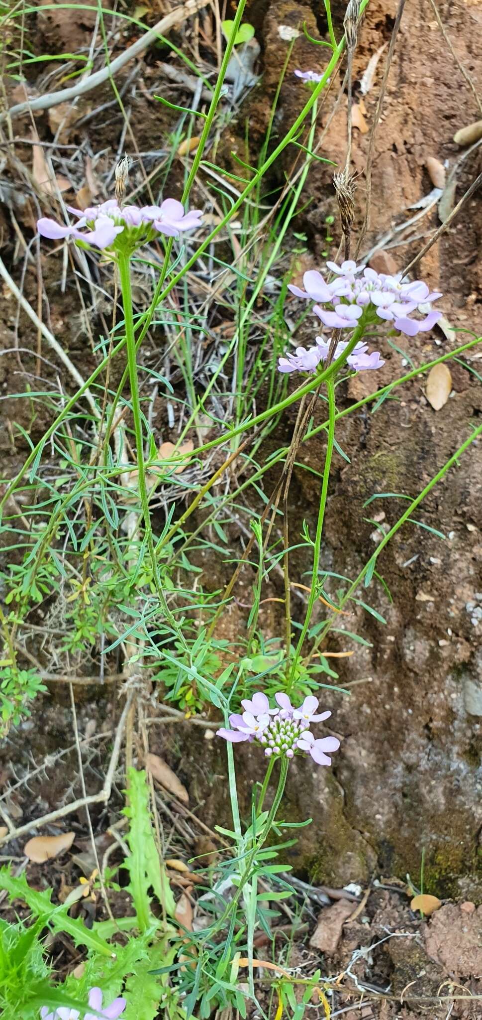 Plancia ëd Iberis ciliata All.