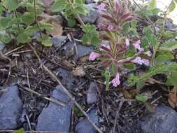 Image of Hedeoma palmeri Hemsl.