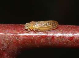 Image of Psyllid