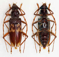 Image of Eucalyptus longhorn borer