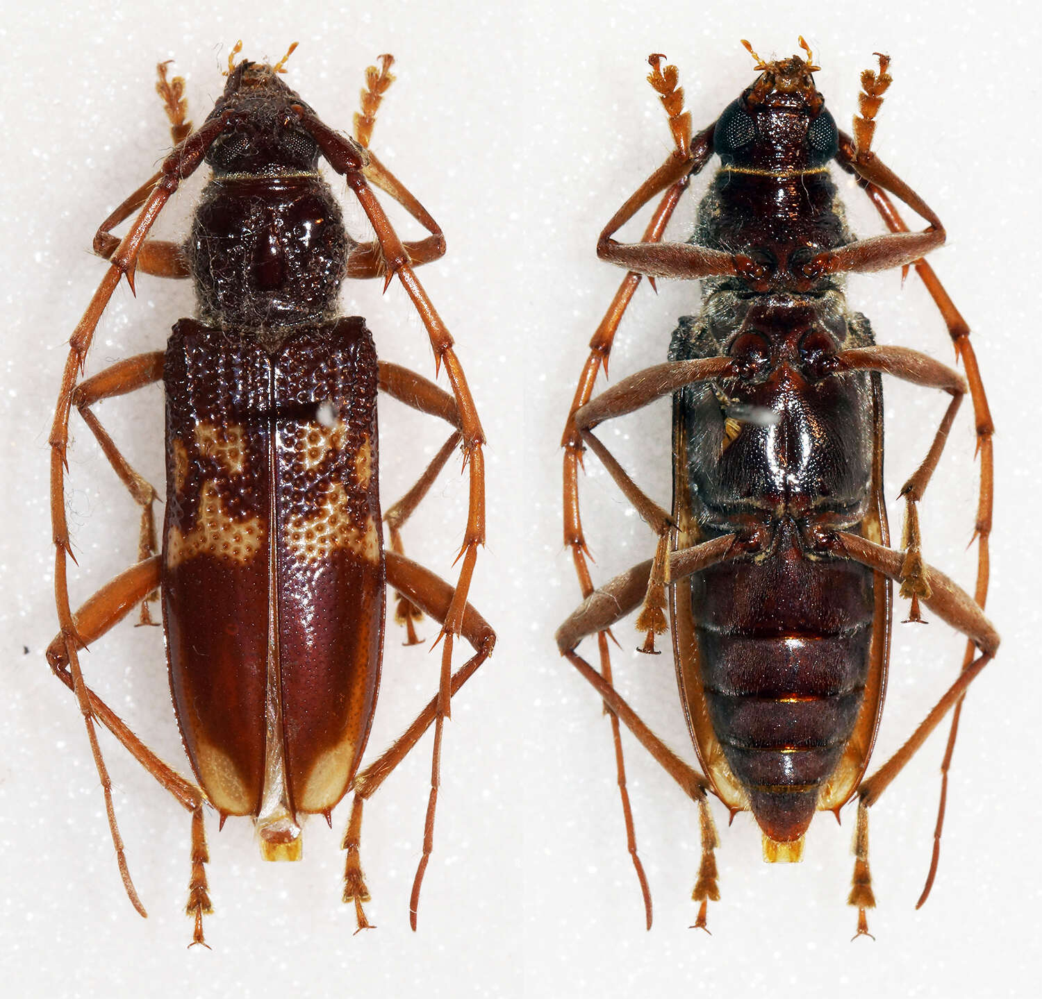 Image of Eucalyptus longhorn borer