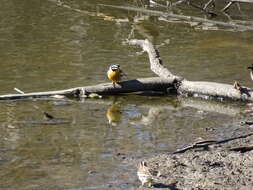 Image of African Golden-breasted Bunting