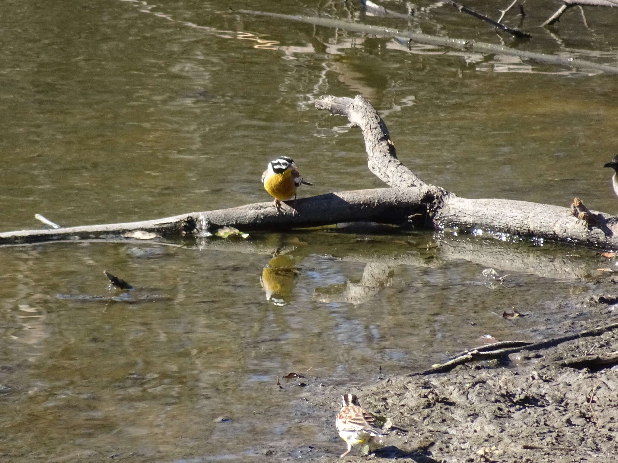 Image of African Golden-breasted Bunting