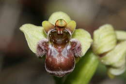 Image of Bumblebee orchid