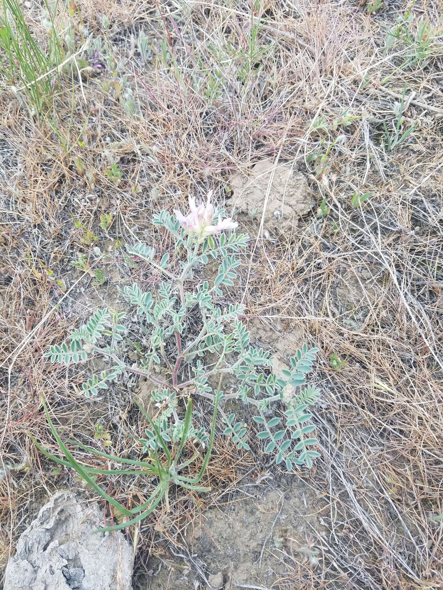 Image of Columbia milkvetch