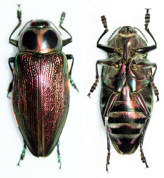 Image of Euchroma giganteum (Linnaeus 1758)