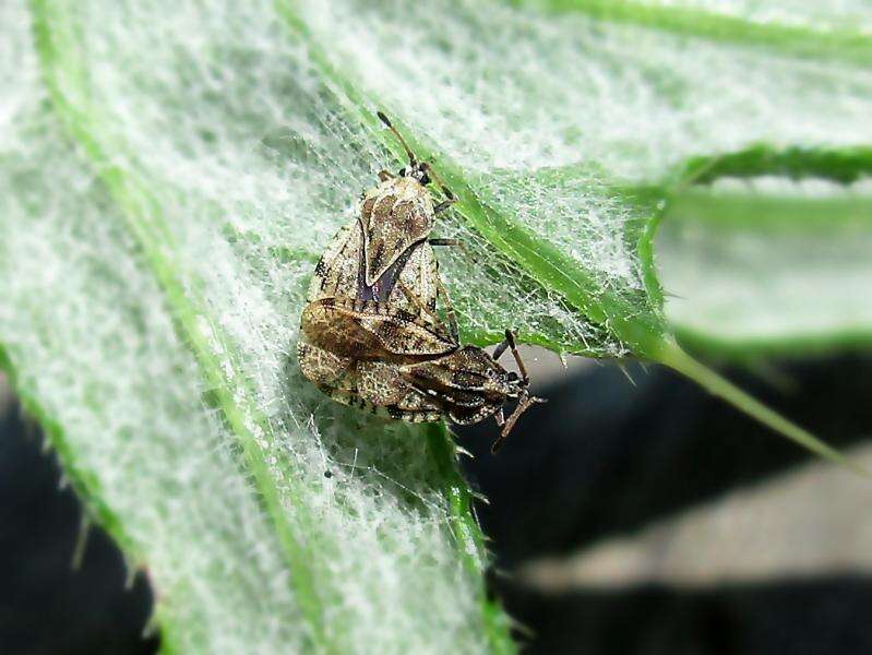 Image of spear thistle lacebug