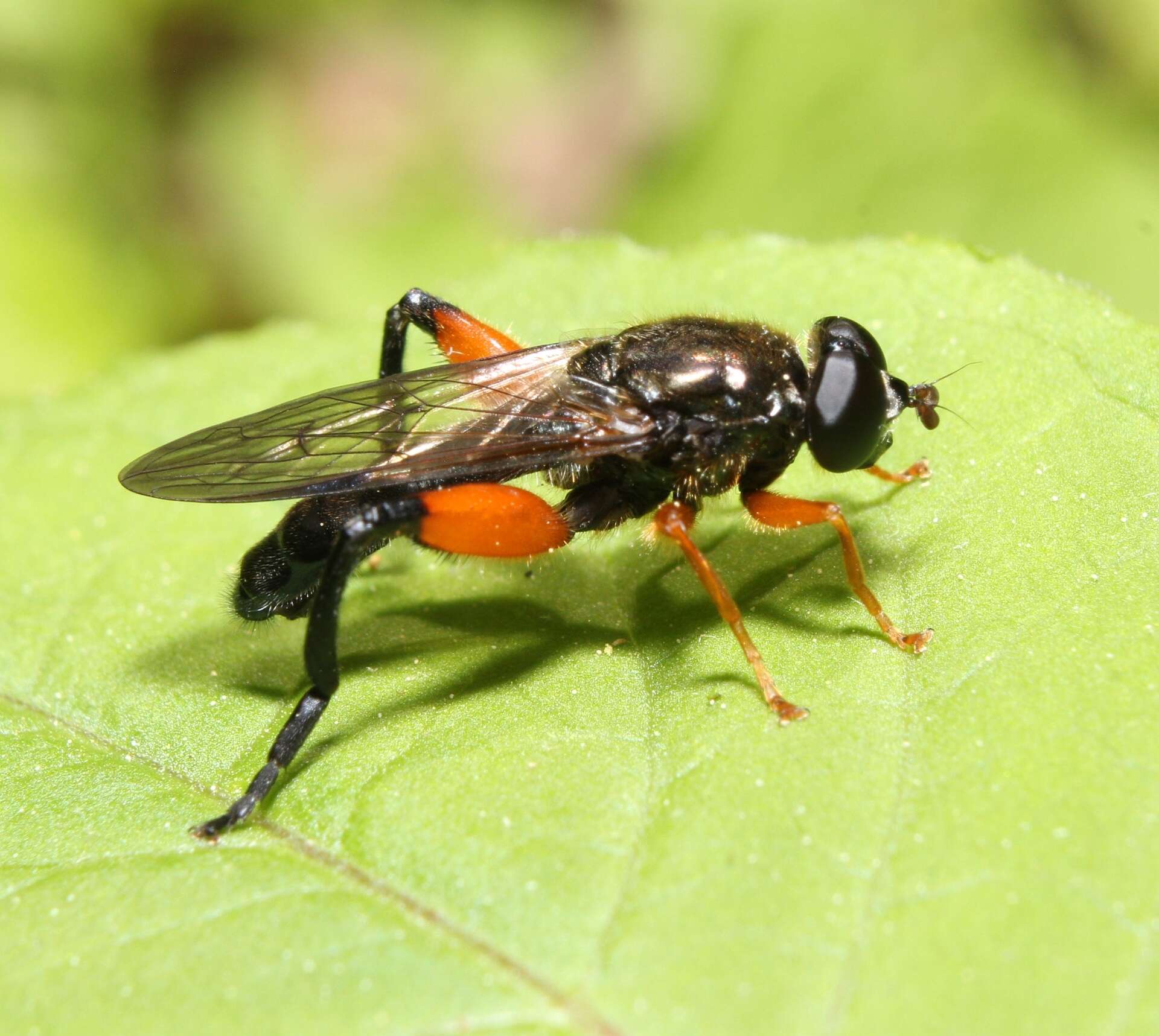 Image of Chalcosyrphus plesia (Curran 1925)