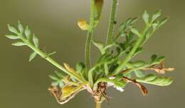 Imagem de Hornungia alpina subsp. alpina