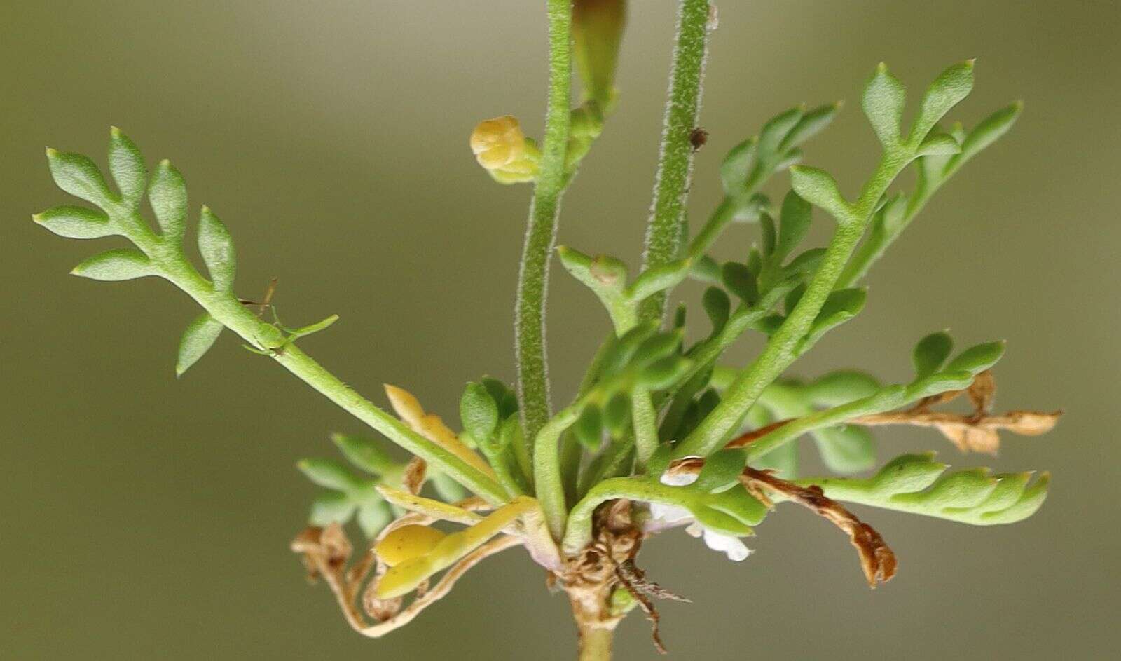 Imagem de Hornungia alpina subsp. alpina