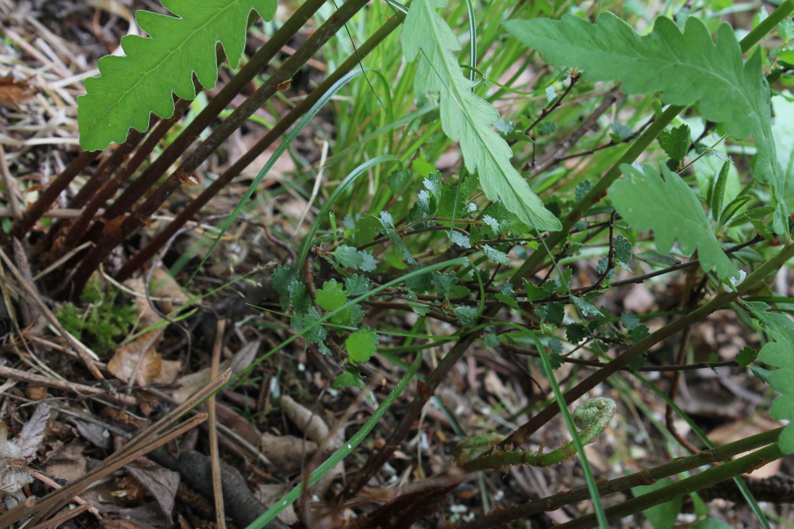 Image of Arctic dwarf birch