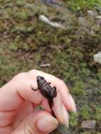 Image of Hensel’s Swamp Frog