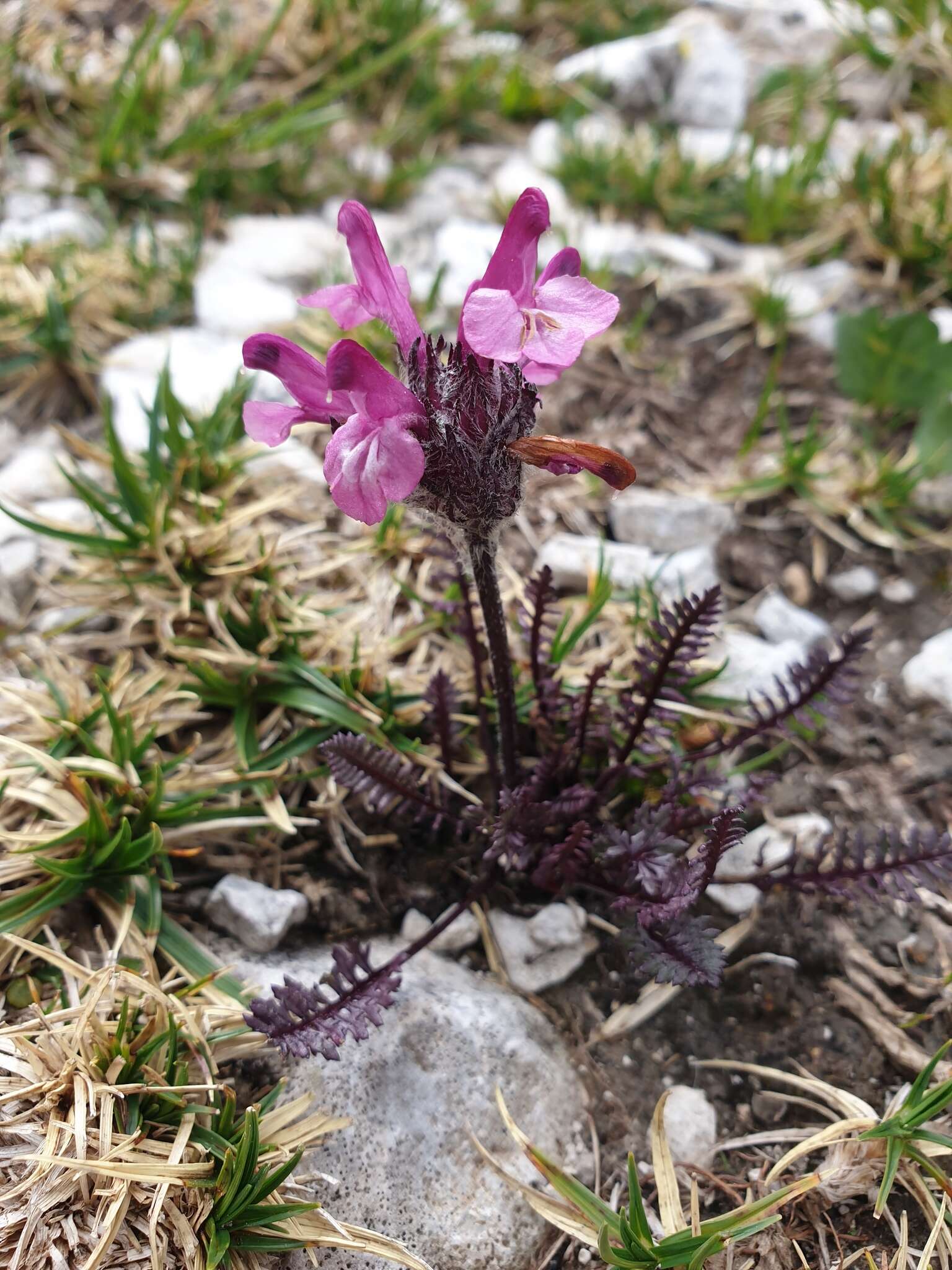 Image of pink lousewort