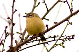 Image of Striated Thornbill