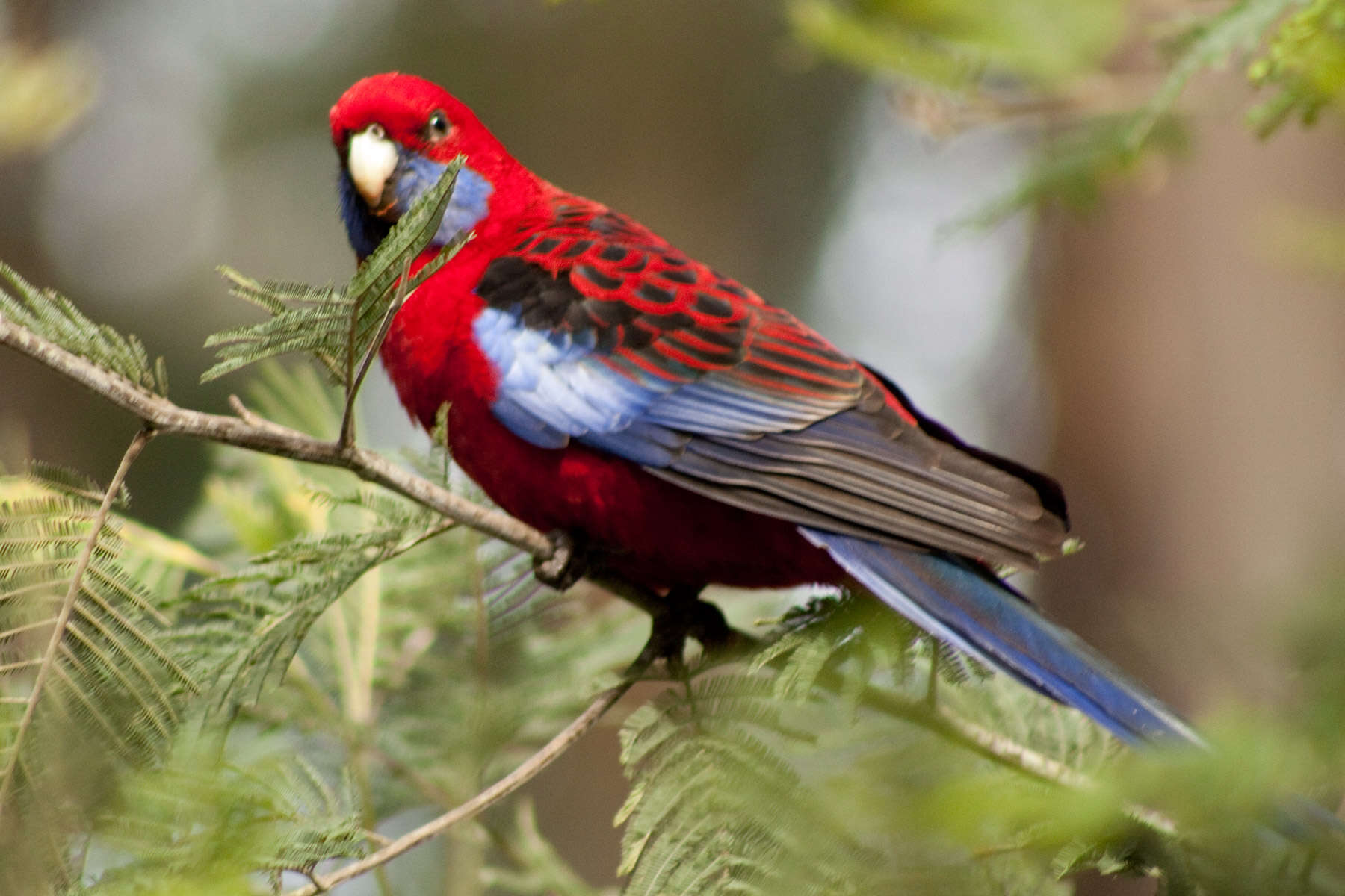 Image de Perruche de Pennant