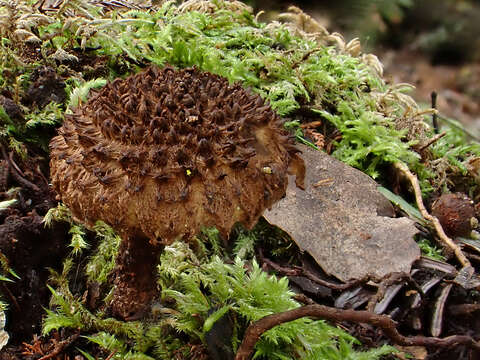 Image of Inosperma calamistratoides