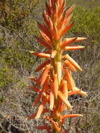 Plancia ëd Aloe glauca Mill.