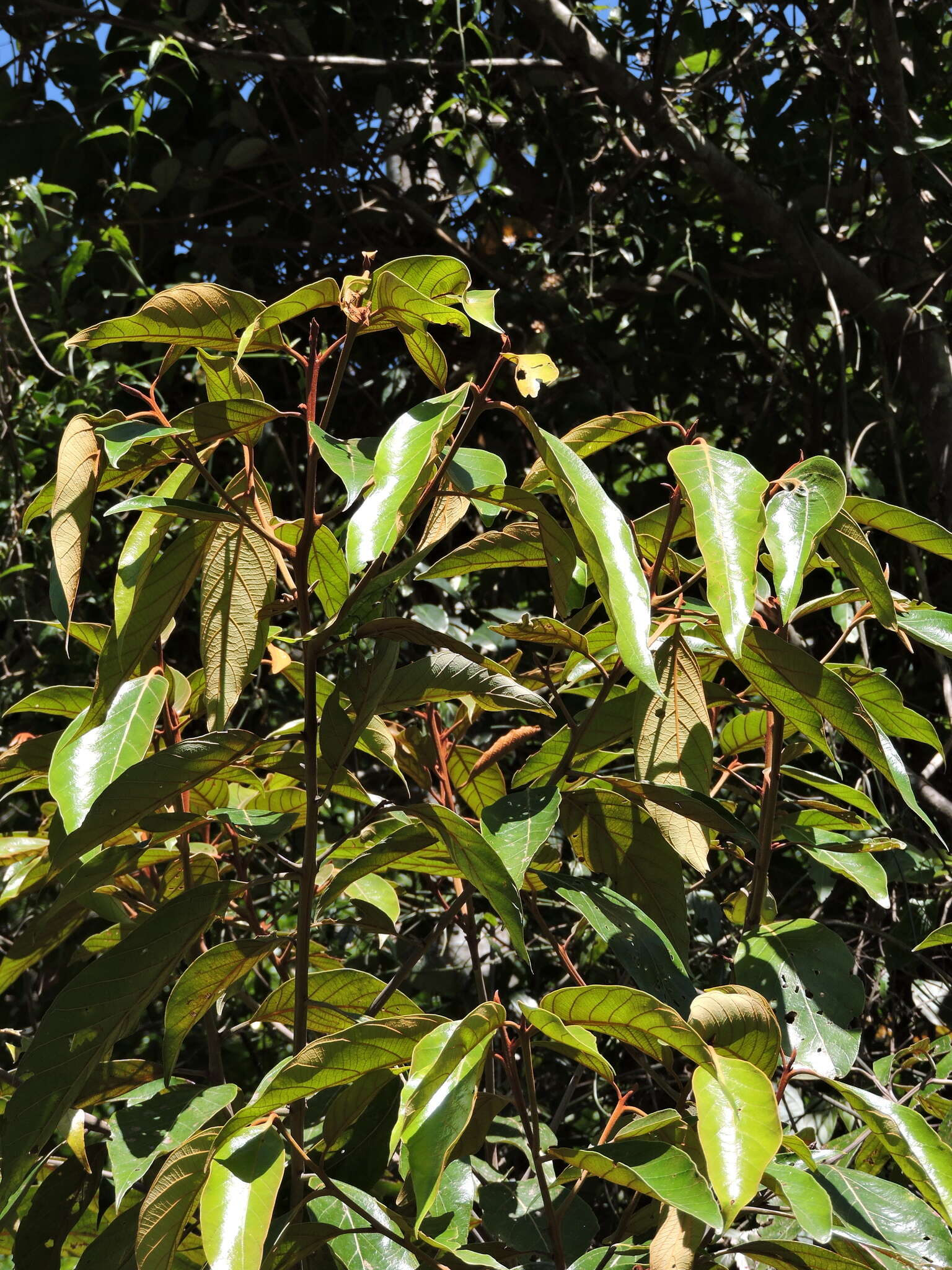 Image of Nectandra oppositifolia Nees & Mart. ex Nees