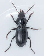 Image of Ground beetle